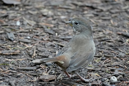 Fox Sparrow (Passerella iliaca), photo 5
