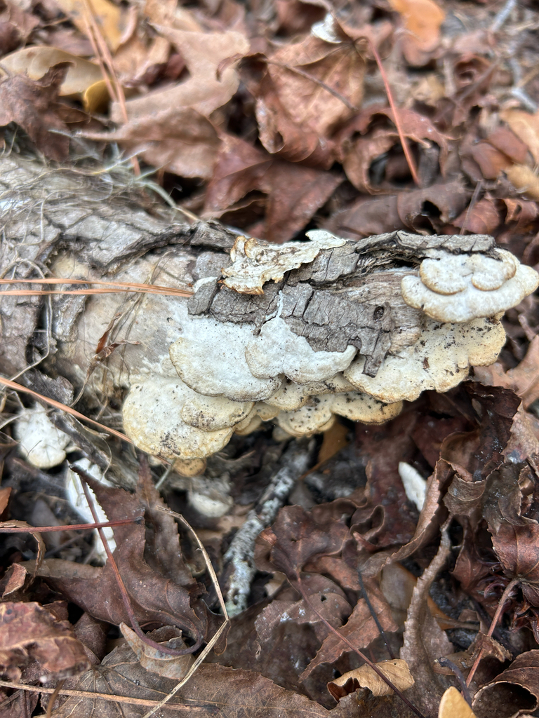 Gloeoporus dichrous · January 2026 · photo: © kefreecomo (iNaturalist, cc-by)