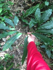 Xanthosoma helleborifolium