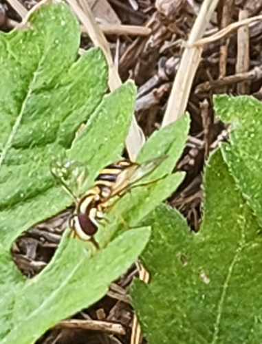 Unknown species found near 2530-Lipes @ Brockhampton, Corpus Christi, TX 78414, USA