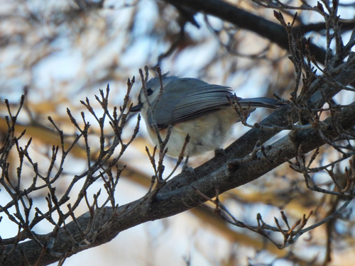 Tufted Titmouse (Baeolophus bicolor), photo 3