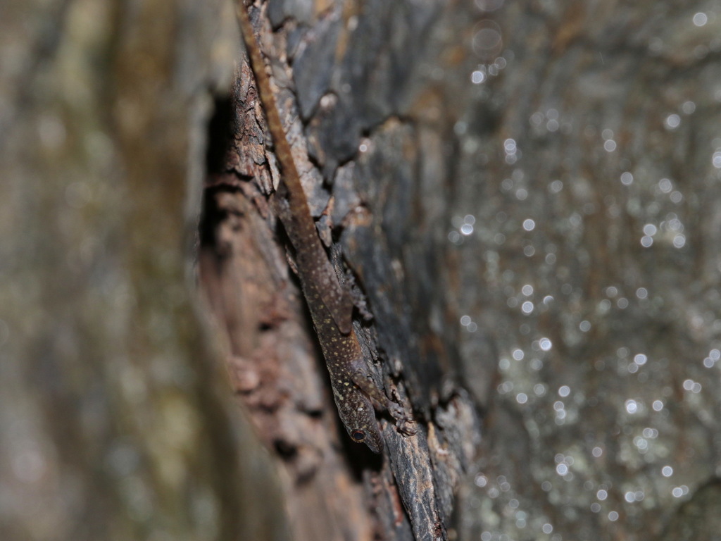 Twin-Spot Rock Gecko