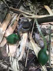 Xanthosoma helleborifolium