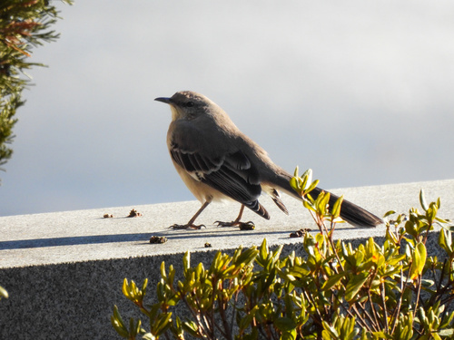 Northern Mockingbird (Mimus polyglottos), photo 10