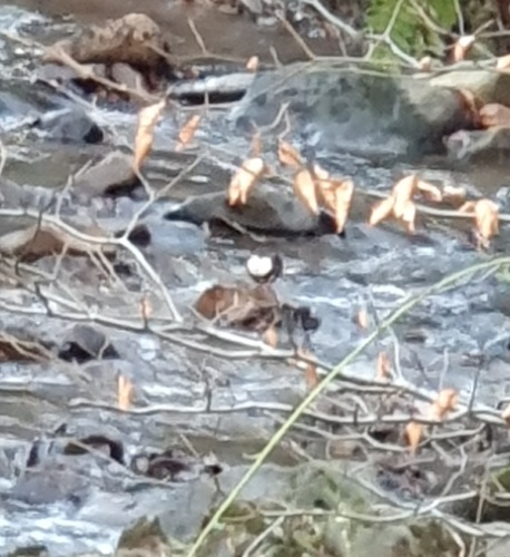 White-throated Dipper (Cinclus cinclus), photo 4