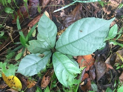 Ficus fistulosa