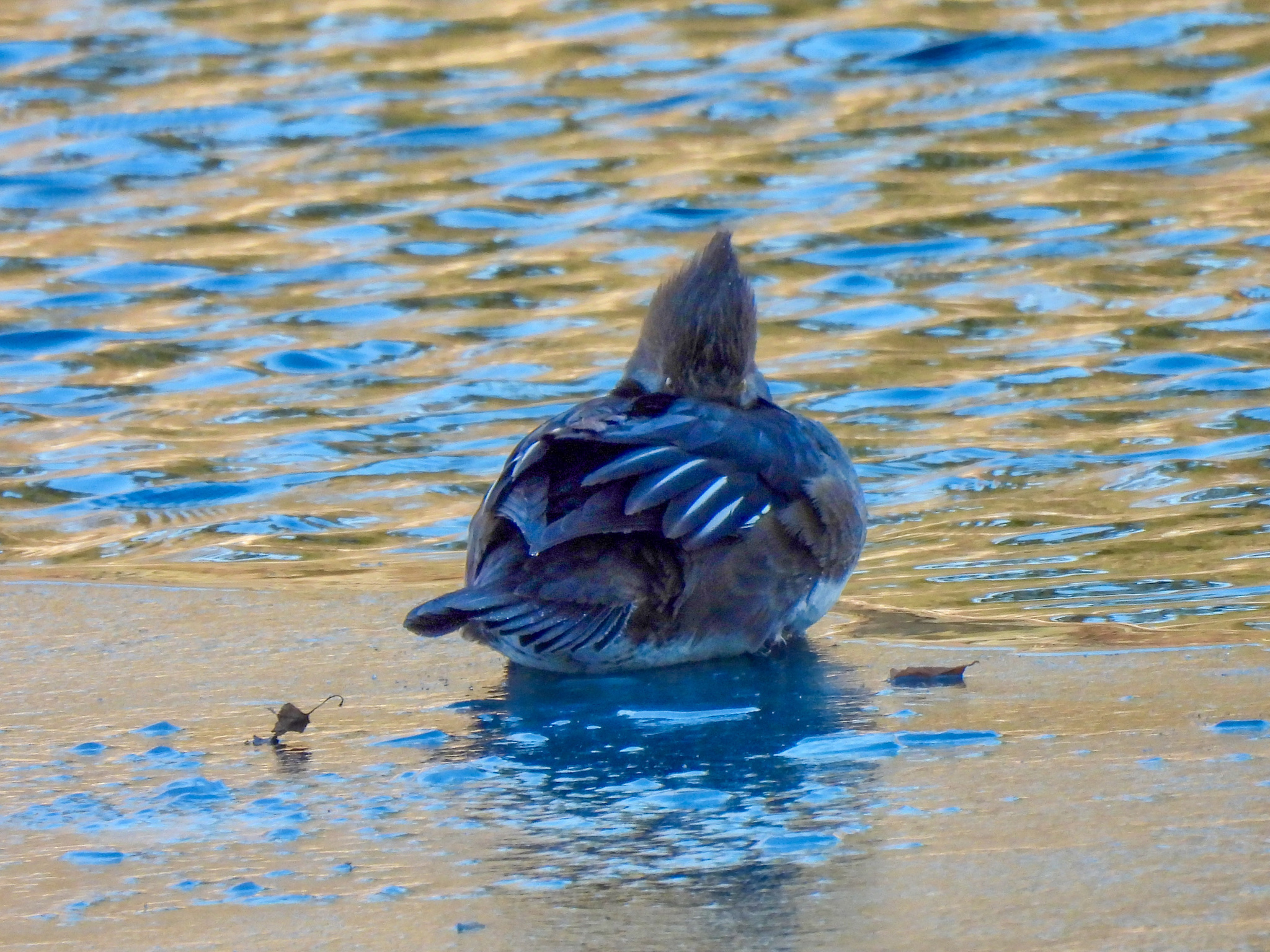 Hooded Merganser (Lophodytes cucullatus), photo 5
