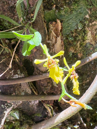 Thysanoglossa
