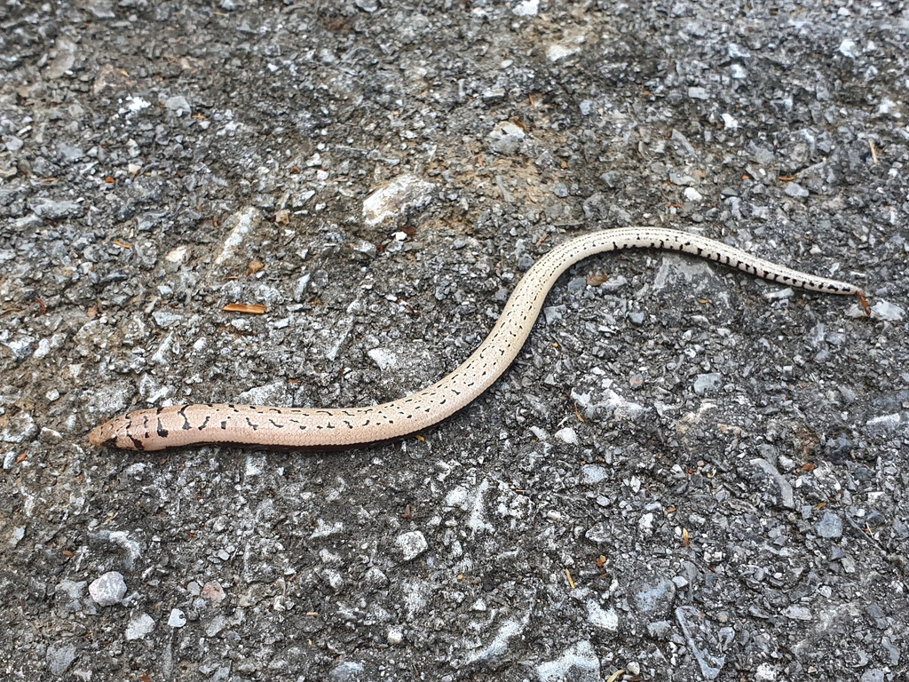 Bipedal Burrowing Skink