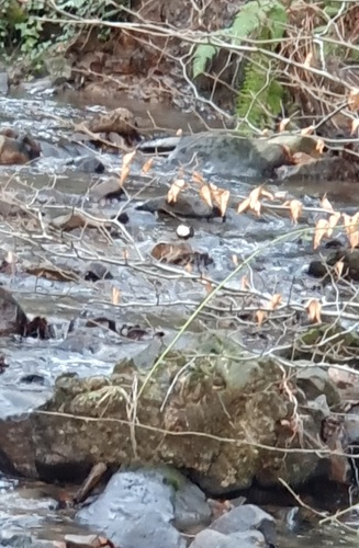 White-throated Dipper (Cinclus cinclus), photo 5