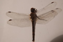 Sympetrum striolatum