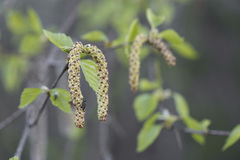 Betula × aurata