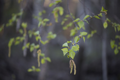 Betula × aurata