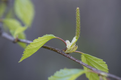Betula × aurata