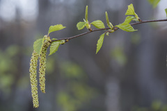 Betula × aurata