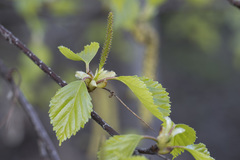 Betula × aurata