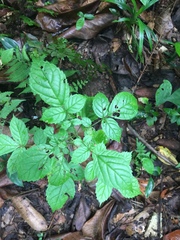 Spathodea campanulata