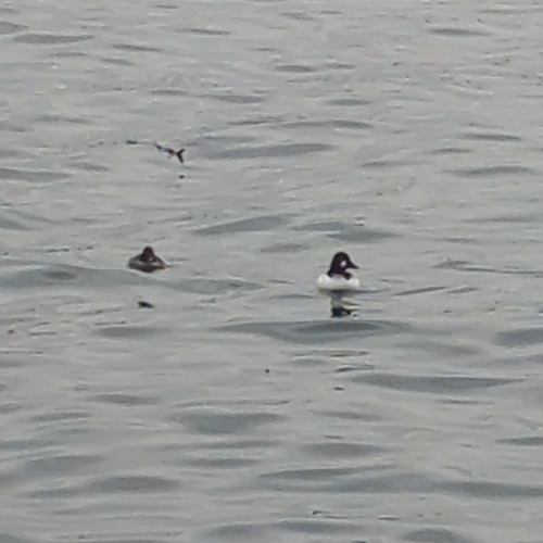 Common Goldeneye (Bucephala clangula), photo 5