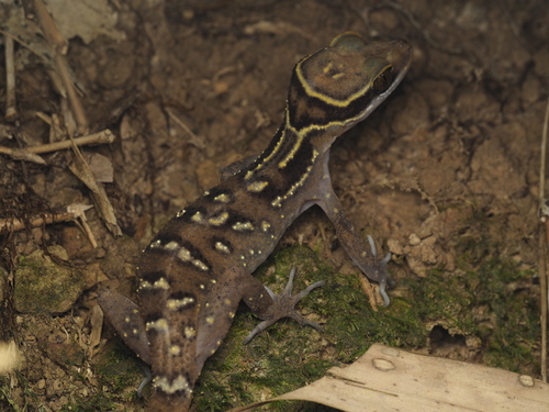 Oldham's Bow-fingered Gecko, Cyrtodactylus oldhami