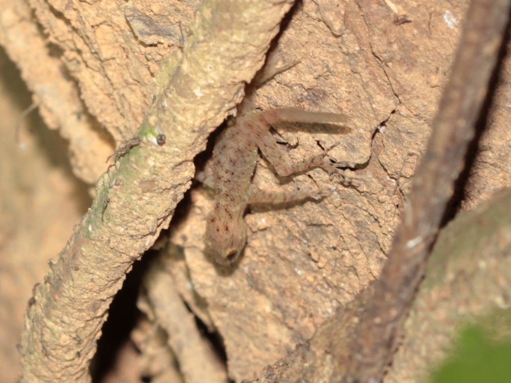 Van Deventer’s Rock Gecko