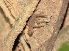 Cnemaspis vandeventeri