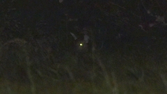 Cervus nippon taiouanus