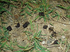 Cervus nippon taiouanus