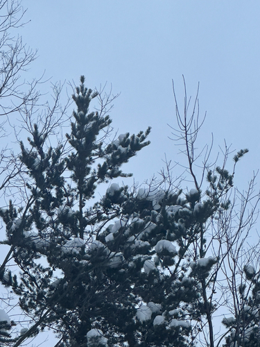 Jack pine