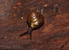 Euconulidae