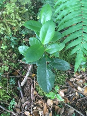 Laureliopsis philippiana