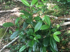 Laureliopsis philippiana