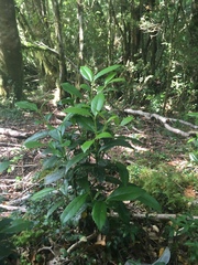 Laureliopsis philippiana