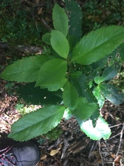 Laureliopsis philippiana