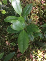 Laureliopsis philippiana