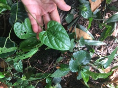 Aristolochia acuminata