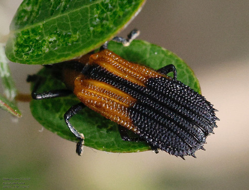 Xenochalepus chapuisi