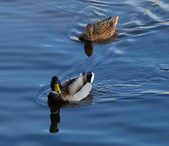 Anas platyrhynchos