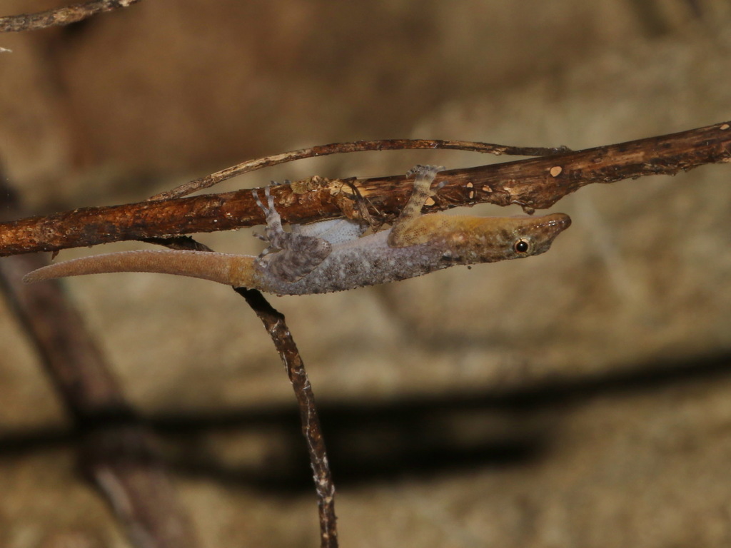 Orange-Headed Rock Gecko