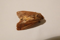 Noctua pronuba
