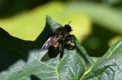 Laphria sacrator