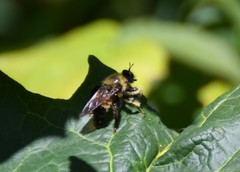 Laphria sacrator