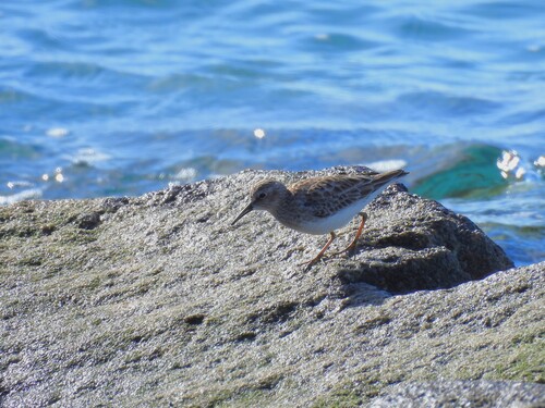 Least Sandpiper (Calidris minutilla), photo 4