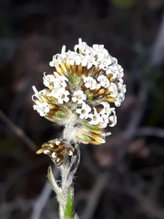 Stoebe phyllostachya