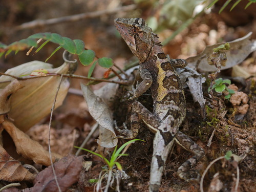 Menghai Mountain Agama, Diploderma menghaiense