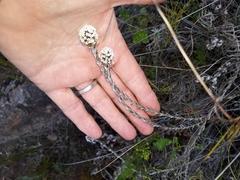 Stoebe phyllostachya