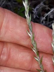 Stoebe phyllostachya