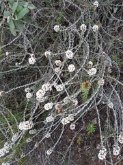 Stoebe phyllostachya