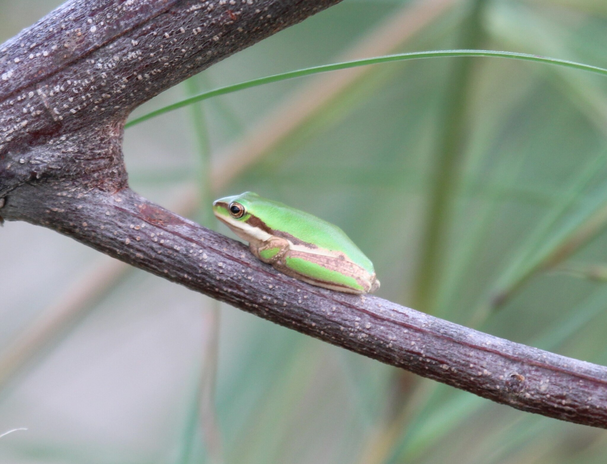Litoria fallax (Peters, 1880)