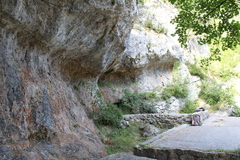 Pinguicula dertosensis