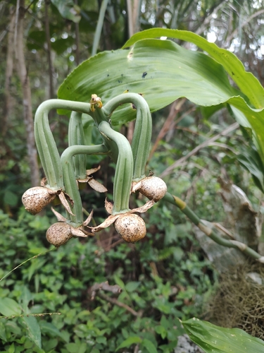 Catasetum cernuum